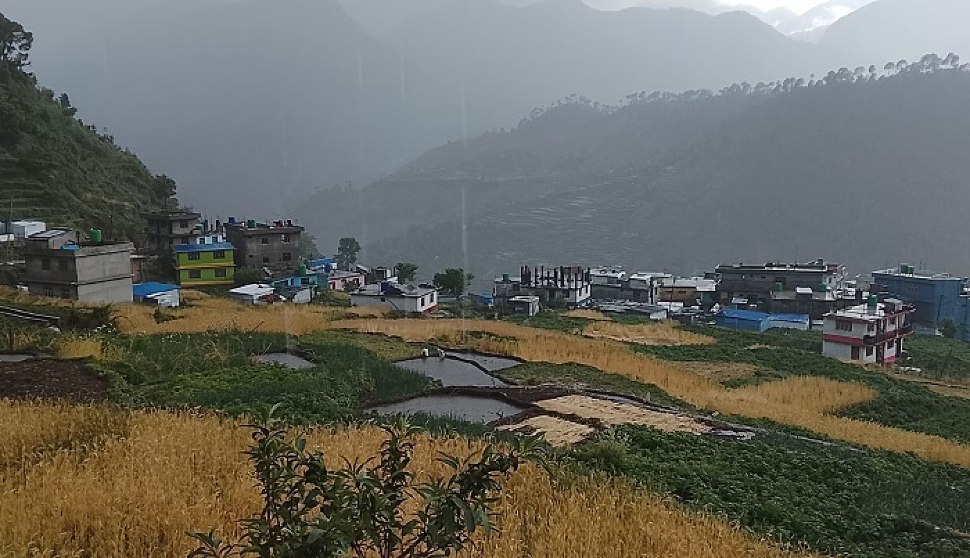 बाजुरामा हावाहुरीसहित चट्याङ र असिनापानी, पाकेको गहुँबालीमा क्षति